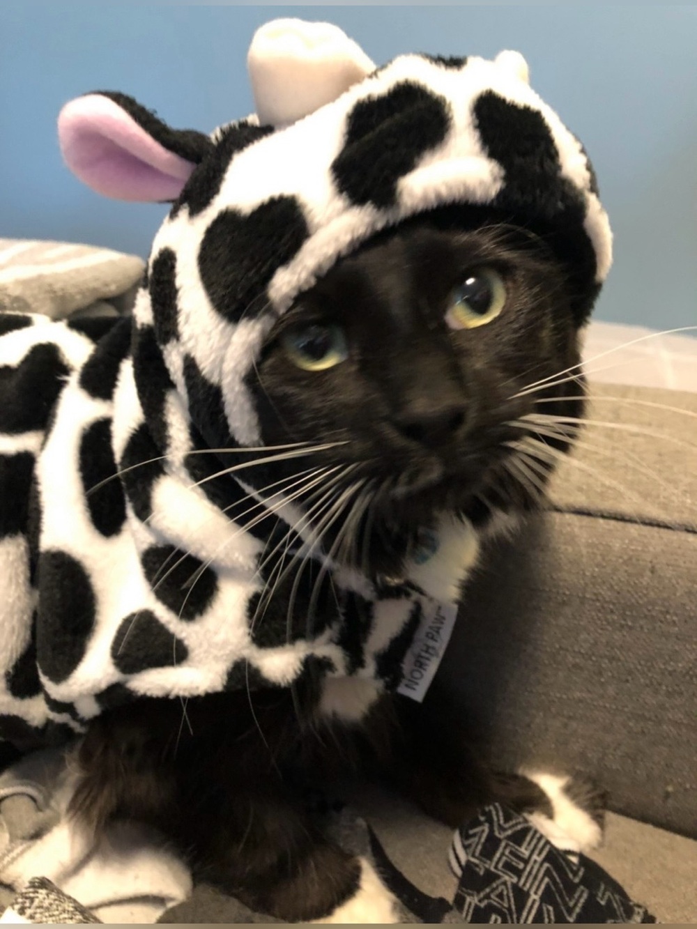BUY 2 GET 3rd FREE Cat or Dog cow costume size small